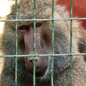 Tiger World - Olive Baboon