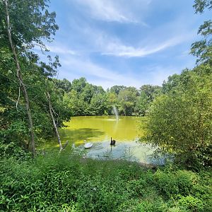Tiger World - Swan pond