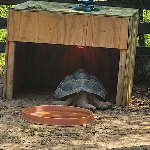Tiger World - Galapagos Giant Tortoise
