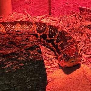 Tiger World - Yellow Anaconda