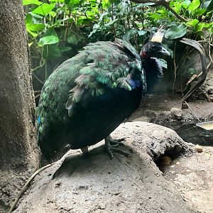 Congo Peafowl