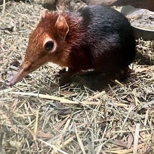 Black and Rufous Elephant Shrew