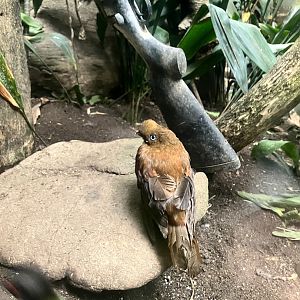 Andean Cock-of-the-rock