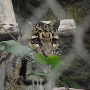 Clouded Leopard - Zooparc de Beauval - 10/2022