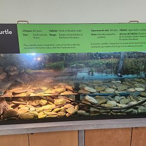 Discovery Place Nature - Common Snapping Turtle exhibit