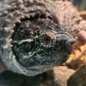 Discovery Place Nature - Common Snapping Turtle