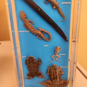 Discovery Place Nature - Amphibian taxidermy