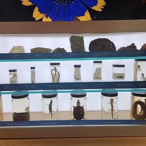 Discovery Place Nature - Reptile taxidermy + minerals