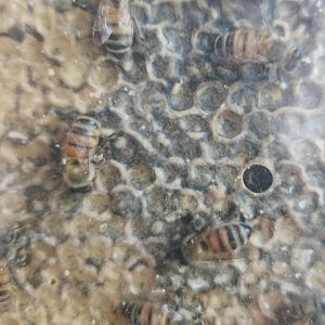 Discovery Place Nature - Honeybees & honeycombs