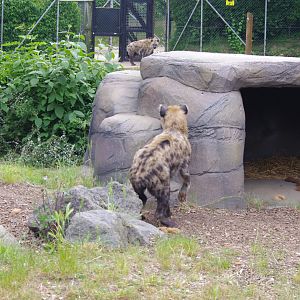 Spotted Hyenas- 2/6/2023