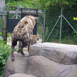 Spotted Hyenas- 2/6/2023