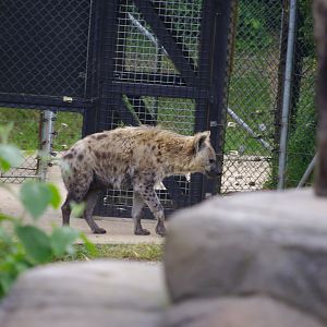 Spotted Hyenas- 2/6/2023