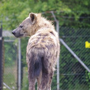 Spotted Hyenas- 2/6/2023