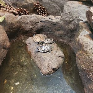 Discovery Place Nature - Slider pond