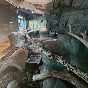 Discovery Place Nature - Desert Tortoise enclosure