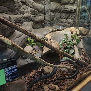 Discovery Place Nature - Black Rat Snake + enclosure