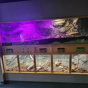 Discovery Place Nature - Creature Cavern terrarium rows