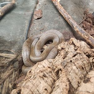 Discovery Place Nature - Mole King Snake