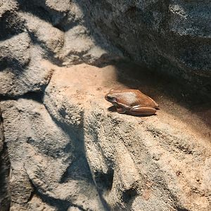 Discovery Place Nature - American Green Tree Frog