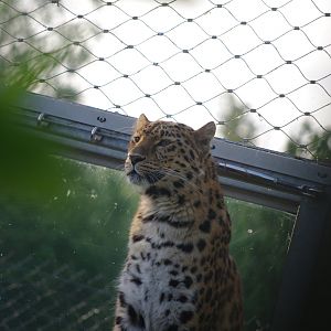 Esra- Amur Leopard female- 2/6/2023