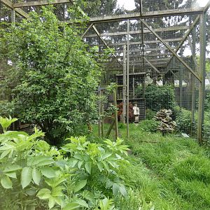 Fishing cat enclosure
