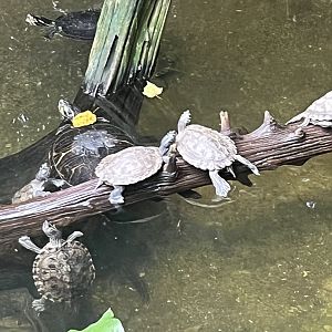 Turtle ID