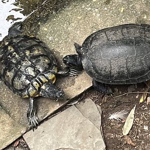 Turtle ID