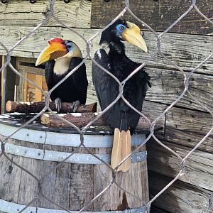 Wrinkled hornbills