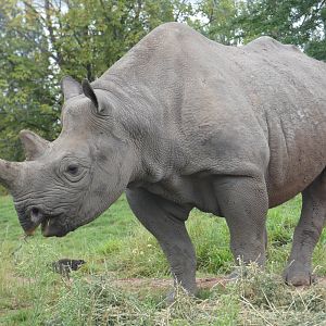 Eastern black rhinoceros