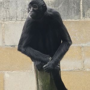 Colombian black spider monkey