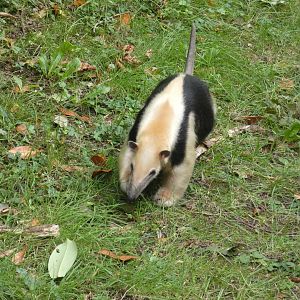 Southern tamandua