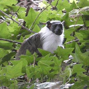Pied tamarin