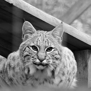 Bobcat