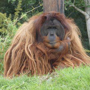 Sumatran orangutan male 'Puluh'