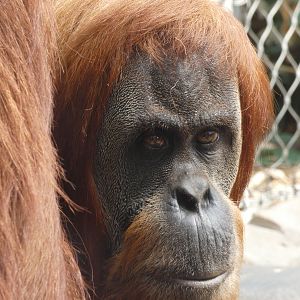 Sumatran orangutan female 'Subis'