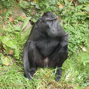 Sulawesi crested macaque