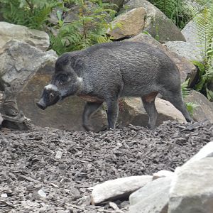 Visayan warty pig