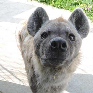 inquisitive spotted hyena