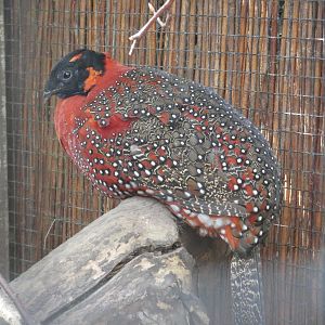 Satyr tragopan