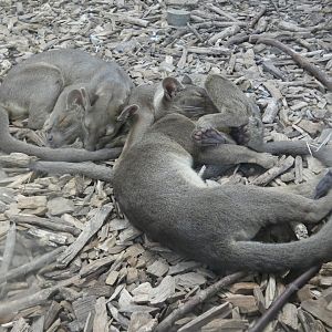 A pile of fossa