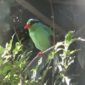 Javan green magpie