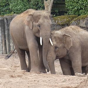 Asian elephants 'Anjan' and 'Indali'