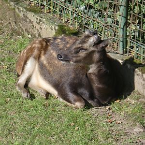 Philippine spotted deer