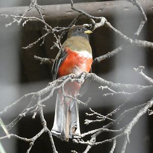 Collared trogon