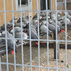 African Greys en masse