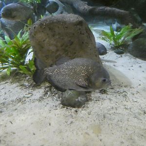 Red-bellied piranha
