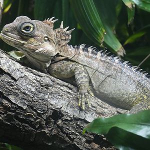 Gariau forest dragon