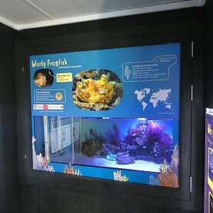 Warty frog fish exhibit