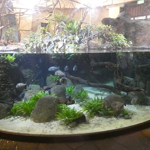 Red-bellied piranha exhibit