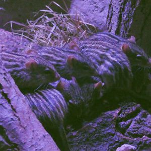 Barbary striped grass mice